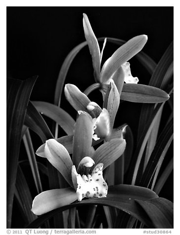 Cymbidium Zales-goeringii 'Meadowlands'. A hybrid orchid (black and white)