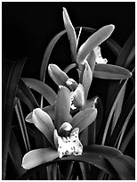 Cymbidium Zales-goeringii 'Meadowlands'. A hybrid orchid (black and white)