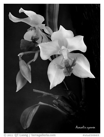 Acacallis cyanea. A species orchid (black and white)