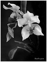 Acacallis cyanea. A species orchid (black and white)