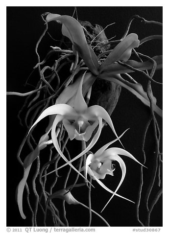Aeranthes henrici. A species orchid (black and white)