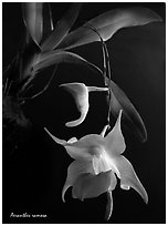 Aeranthes ramosa. A species orchid ( black and white)