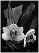 Bifrenaria harrisoniae. A species orchid ( black and white)