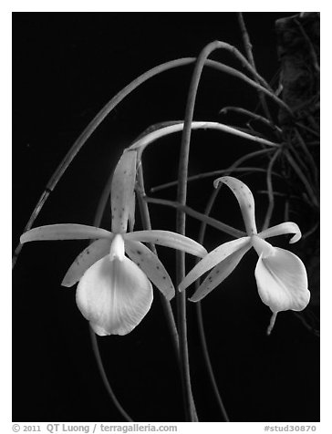 Brassavola flagellaris. A species orchid (black and white)