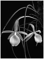 Brassavola flagellaris. A species orchid ( black and white)