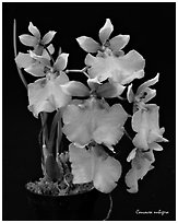 Caucacea nubigera. A species orchid ( black and white)