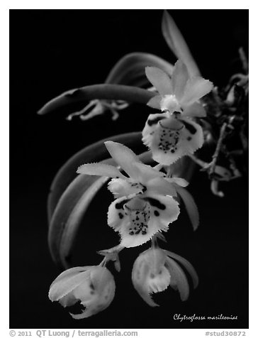 Chytroglossa marileoniae. A species orchid (black and white)