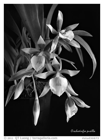 Cischweinfia pusilla-p. A species orchid (black and white)