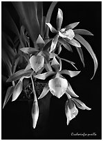 Cischweinfia pusilla-p. A species orchid (black and white)