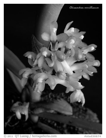 Cleisocentron merrillianum. A species orchid (black and white)