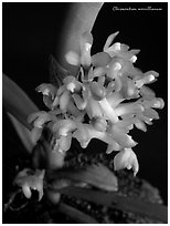 Cleisocentron merrillianum. A species orchid ( black and white)