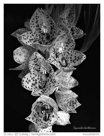 Cycnoches barthiorum. A species orchid (black and white)