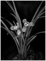 Cymbidium goeringii. A species orchid ( black and white)
