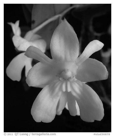 Dendrobium abberans flower. A species orchid (black and white)