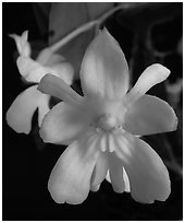 Dendrobium abberans flower. A species orchid ( black and white)
