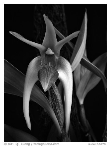 Dendrobium amplum. A species orchid (black and white)