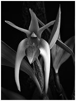 Dendrobium amplum. A species orchid ( black and white)