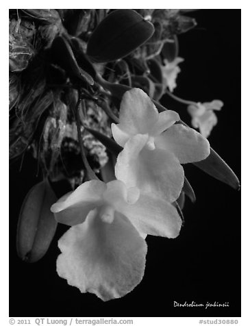 Dendrobium jenkinsii. A species orchid (black and white)