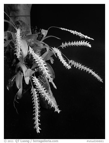 Dendrochillum pulcherrima. A species orchid (black and white)
