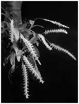 Dendrochillum pulcherrima. A species orchid (black and white)