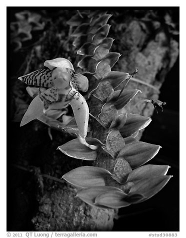 Dichaea squarrosa. A species orchid (black and white)