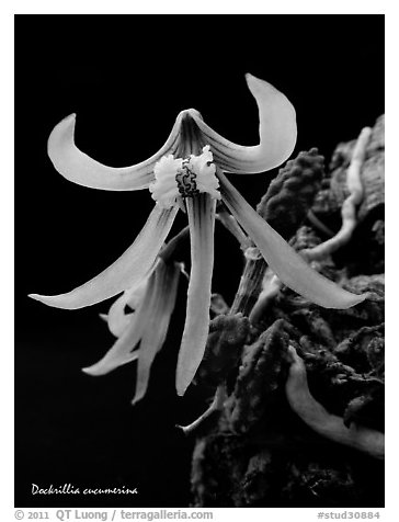 Dockrillia cucumerina. A species orchid (black and white)