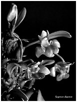Epigeneium chaparense. A species orchid ( black and white)