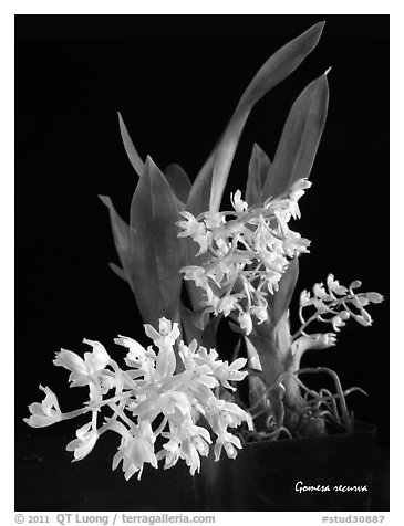 Gomesa recurva. A species orchid (black and white)