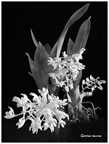 Gomesa recurva. A species orchid (black and white)