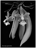 Grosourdya appendiculata. A species orchid ( black and white)