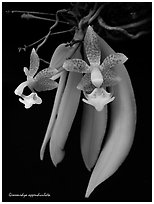 Grosourdya appendiculata. A species orchid (black and white)