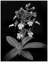 Habenaria rhodochiela. A species orchid ( black and white)