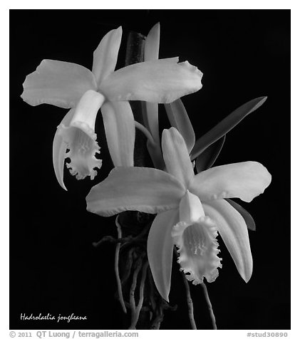 Hadrolaelia jongheana. A species orchid (black and white)