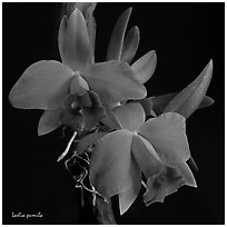 Hadrolaelia pumila. A species orchid ( black and white)