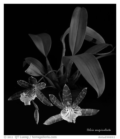 Helcia sanguinolenta. A species orchid (black and white)