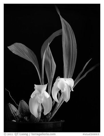 Ida ciliata. A species orchid (black and white)