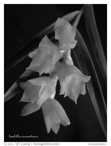 Isochillus aurantiacus. A species orchid (black and white)