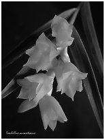 Isochillus aurantiacus. A species orchid ( black and white)