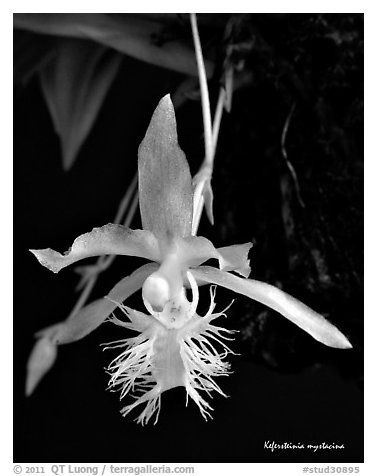 Kefersteinia mystacina flower. A species orchid