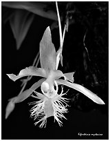 Kefersteinia mystacina flower. A species orchid (black and white)