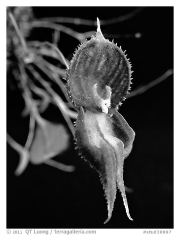 Lepanthes nycterus. A species orchid (black and white)