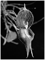 Lepanthes nycterus. A species orchid ( black and white)