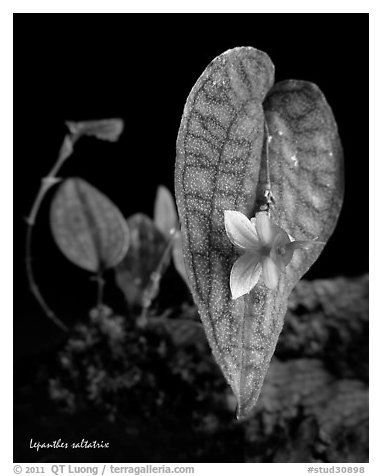 Lepanthes saltatrix. A species orchid (black and white)