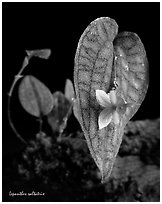 Lepanthes saltatrix. A species orchid ( black and white)