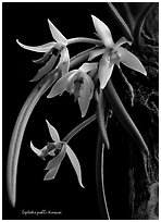 Leptotes pohli-tinocoi. A species orchid ( black and white)