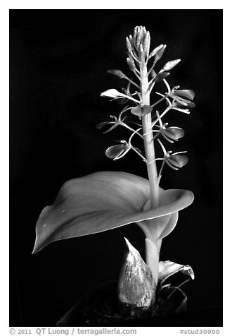 Liparis cordifolia. A species orchid