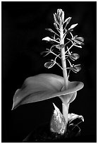 Liparis cordifolia. A species orchid (black and white)