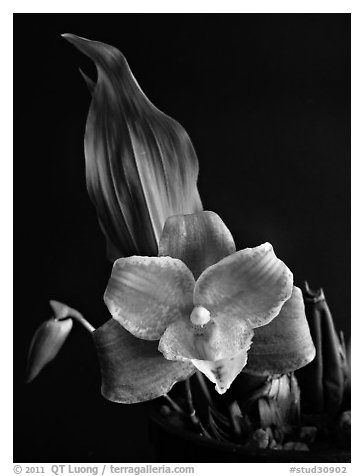 Lycaste brevispatha. A species orchid (black and white)