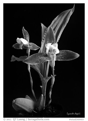 Lycaste debbie. A species orchid (black and white)