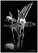 Lycaste debbie. A species orchid ( black and white)